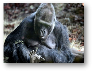 Woodland Park Zoo