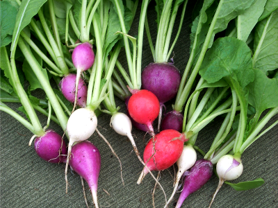 Consider growing radishes in your indoor vegetable garden.