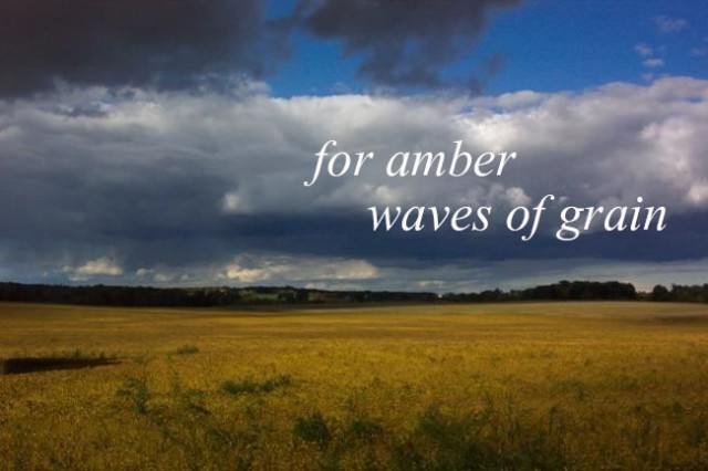 for amber waves of grain