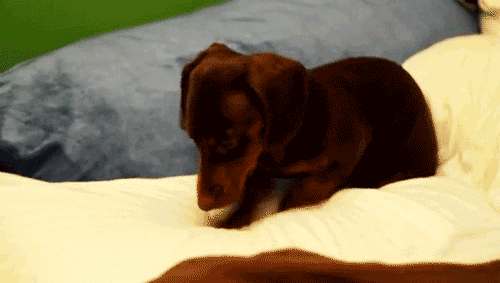 dog-home
