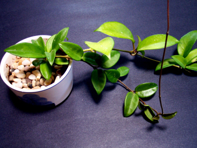 Patio Cleaning: Plants