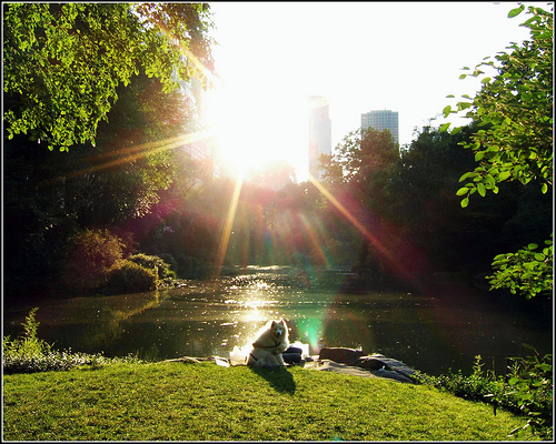 Dog in the sun in Central Park