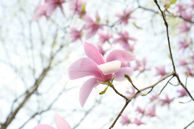 Spring in NYC