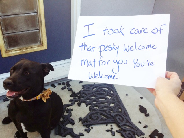 pet messes_welcome mat