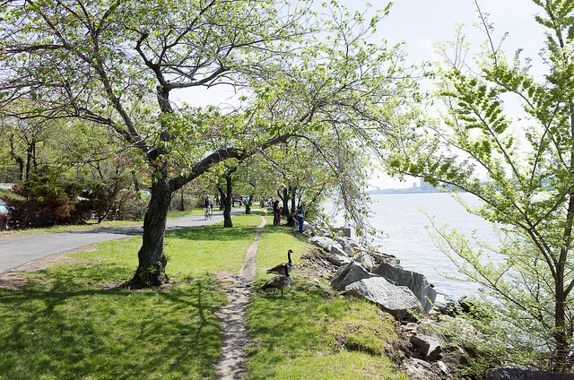 Cherry Walk in Riverside Park NYC