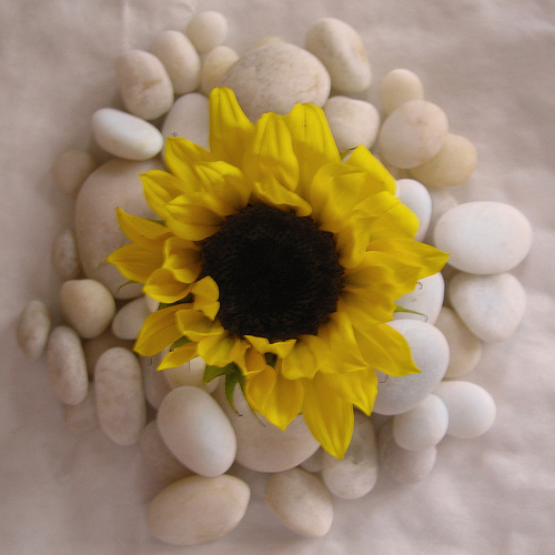 Sunflower decor