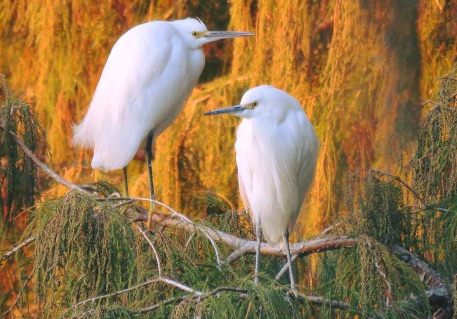 Immature Igrets resting in tree