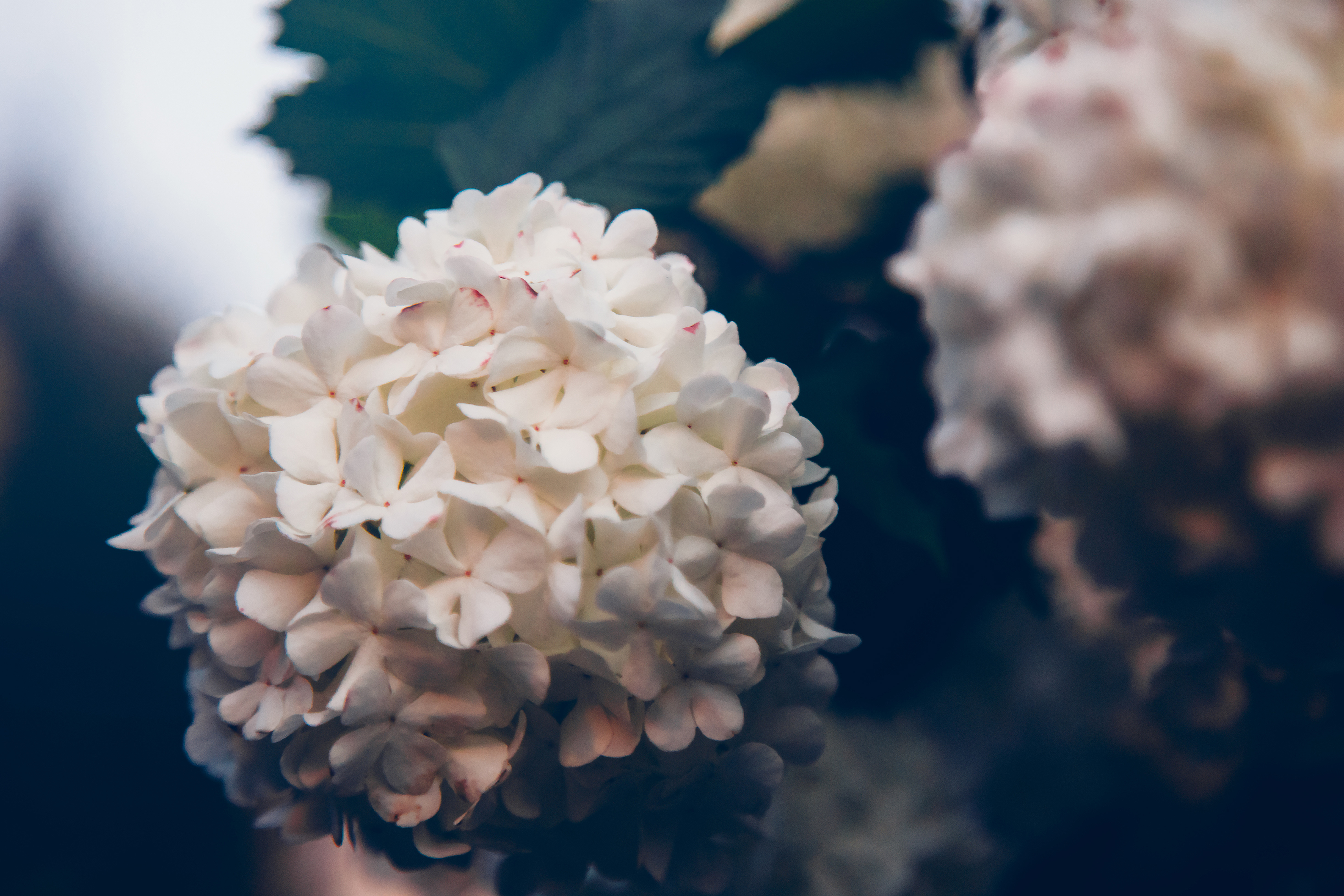 hydrangea bush