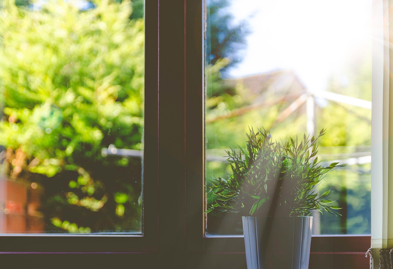 sunny window big backyard