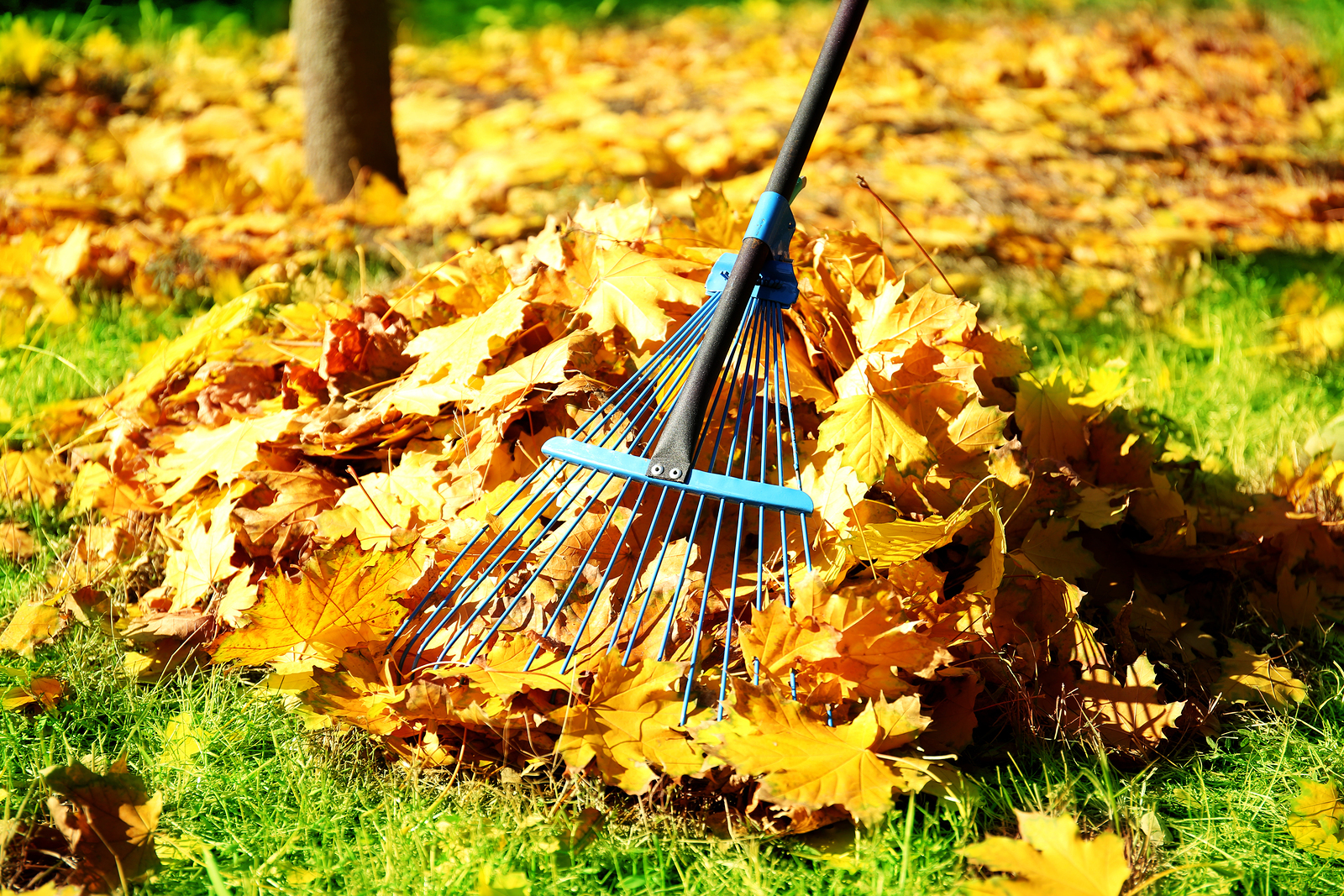 Raking fall leaves with rake