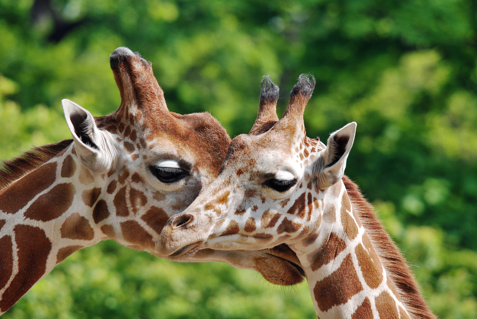 Kid Friendly Activities in Dallas: Dallas Zoo