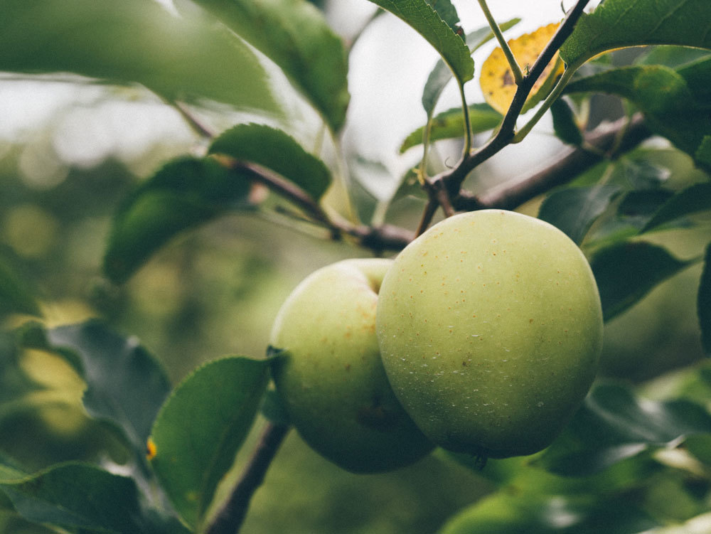 Hand-Picked Apples