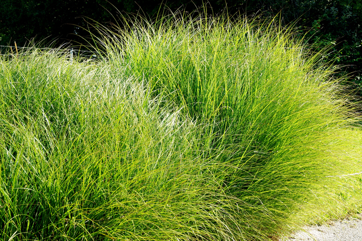 Maiden Grass Glows green in nature.