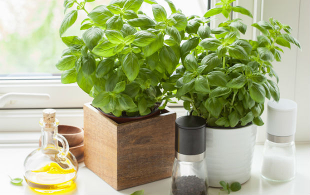 houseplants - basil