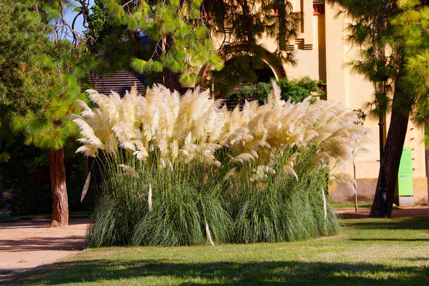 Cortaderia selloana Grass in the Park Citadel in Barcelona, Spain. The Park is also called Ciutadella Park. Barcelona is the capital of Catalonia