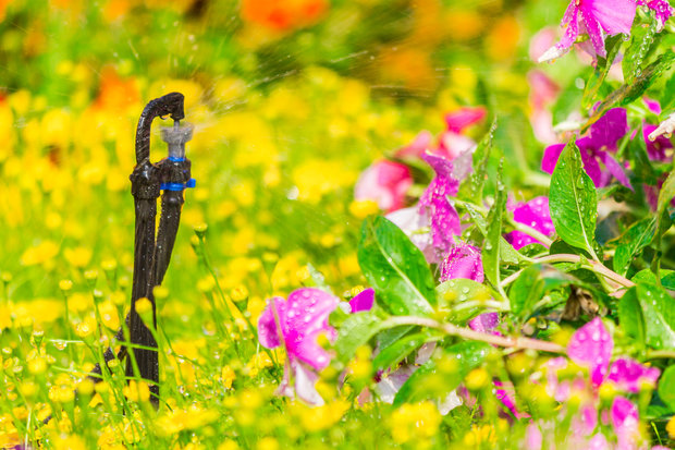 Detail of a working lawn sprinkler head watering colorful flower in the garden.